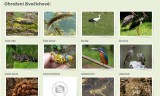 Chránění živočichové v lokalitě Raduňského mokřadu (z webu Blíž přírodě, printscreen)