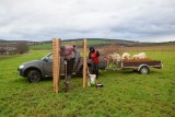 Výsadba na Mezicestí probíhala za asistence krav (foto ČSOP)