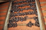 Kolonie netopýrů na půdě (Ceson.org)