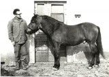 Otakar Leiský - Ralf a první hřebec záchranného chovu huculských koní Edo (1972)