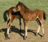Huculský kůň - hříbata na pastvě