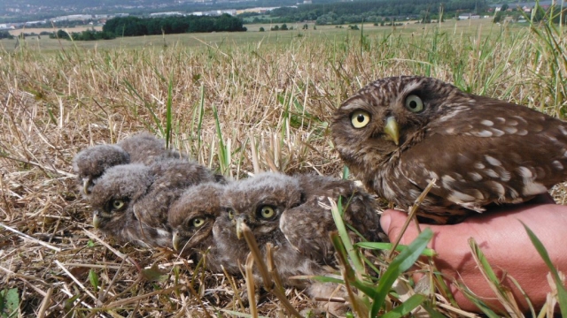 Rodinka sýčků 2018 (foto V. Osoba, Birdlife.cz)