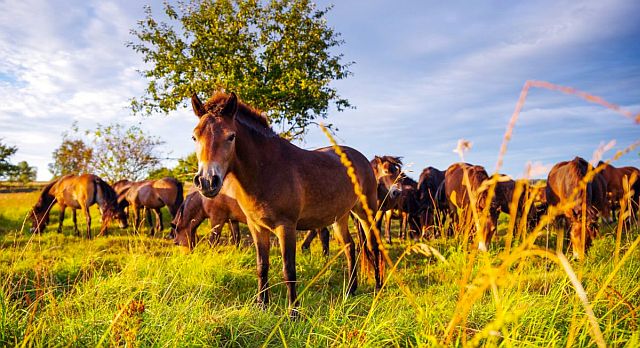 Stádo divokých koní (foto Michal Kopping, Česká krajina)