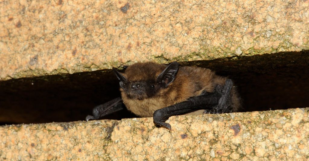 Česká společnost pro ochranu netopýrů (www.ceson.org)
