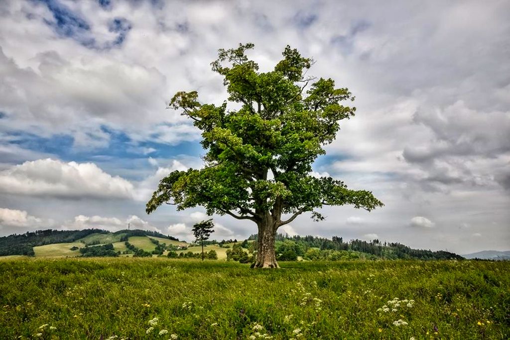 Nadace Partnerství připravila Výlety ke stromům