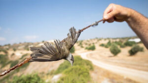 Tyčky s lepem jsou častými pastmi na ptáky ve Středomoří. V řadě zemí jsou již zakázány, ale lovci je přesto často používají - pěnice černohlavá (birdlife.cz)