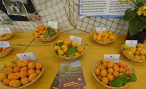 Výstava letního ovoce starých odrůd se týká pozdních třešní, višní, meruněk a raných slivoní (foto ČSOP)