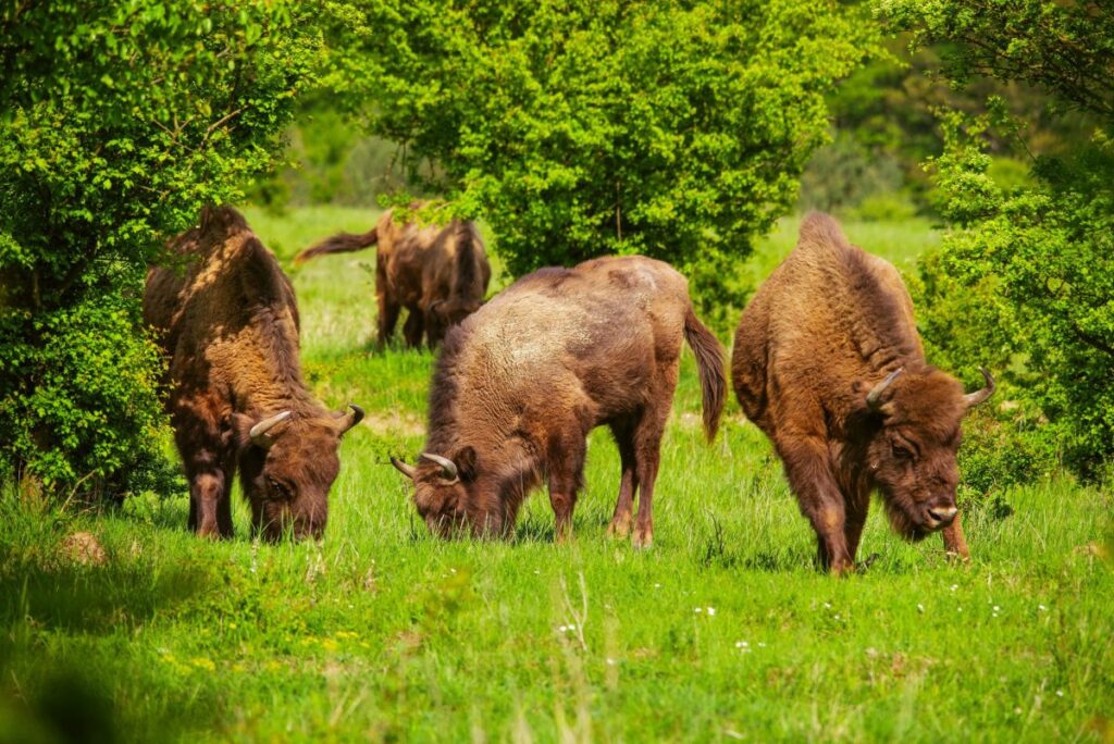Zubři v milovické rezervaci (foto Michal Köpping)