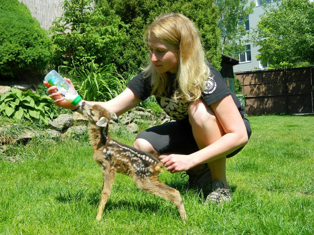 Dokrmování zraněného srnčete, Hrachov (foto ČSOP)