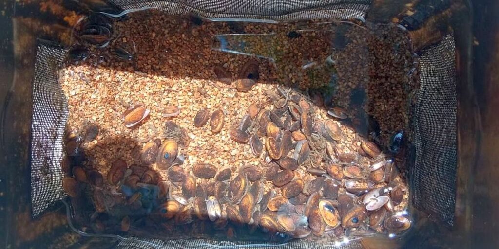 Káď s mladými perlorodkami (foto Kateřina Římalová, z webu AOPK ČR)