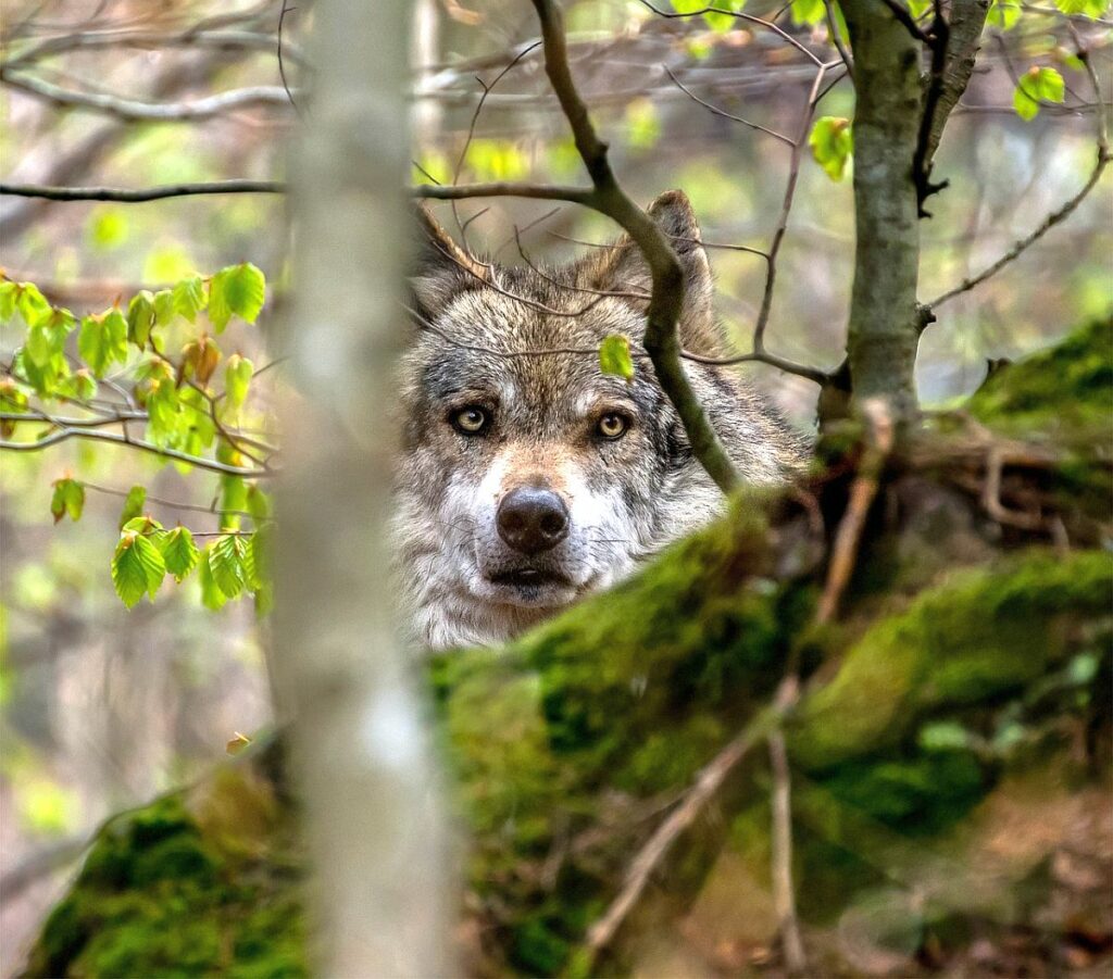 Vlk (foto Tomáš Seman, Pixabay)