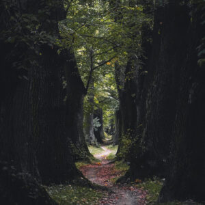 Vítězný snímek Emily Balouskové v soutěži Alej roku 2023 (Alej u mlýnské strouhy, Dolní Benešov)