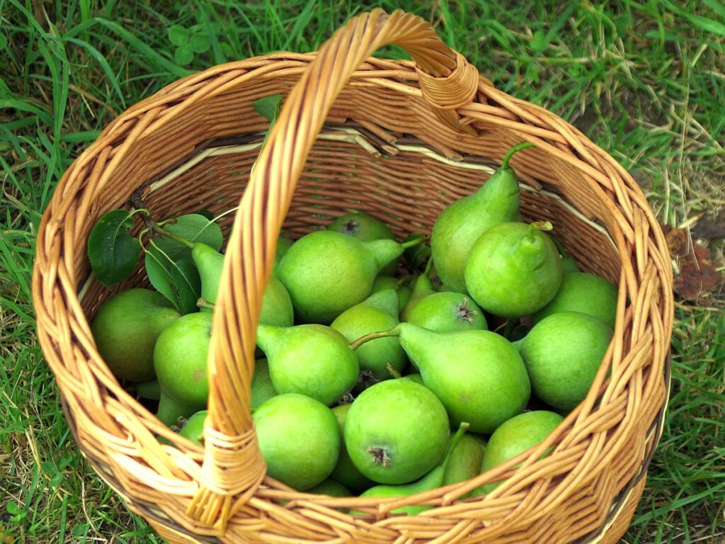 Košík s plody hrušně Solanky (foto ČSOP)