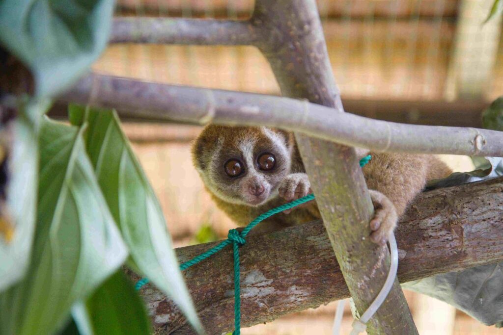 Samice outloně v karanténě Kukang Programu (foto Lucie Čižmářová)