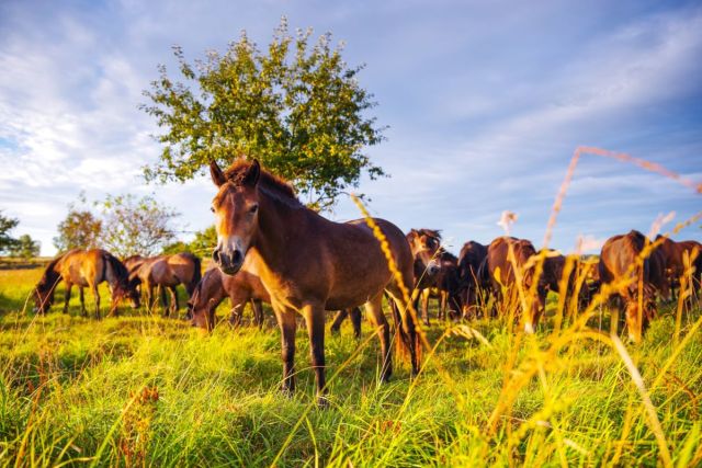 Stádo divokých koní (foto Michal Köpping)