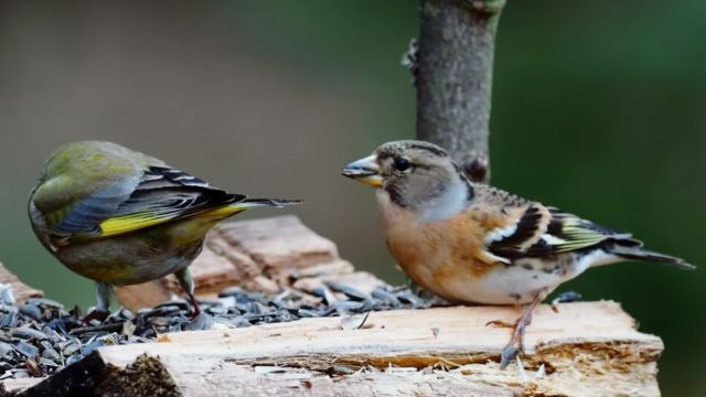 Ornitologové připravují třetí ročník sčítání ptáků na krmítkách (birdlife.cz)