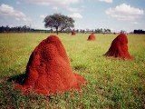 U krajanů v brazilské Bataypoře - horizont vypadá jako nekonečné antukové hřiště s termitími komíny (Katka Syslová)