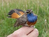 Vzácný ptačí obyvatel Sedmihorských mokřadů – slavík modráček (foto V. Šťastný)