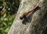 Vážka obecná (foto Jan Moravec)