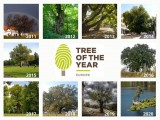 Pomozte svým hlasem vybrat Evropský strom roku 2021
